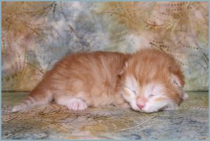 Male Siberian Kitten from Deedlebug Siberians